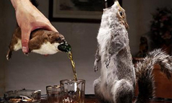 讓狗狗跟我們一起飲酒作樂吧！特色啤酒大蒐羅 特色、啤酒、蒐羅、Brewdog、格林蘭、冰泉水、Kwispelbier、Hokkaido