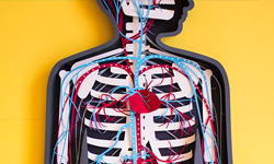 內臟顏色好繽紛  可愛的人體剖面剪紙動畫 人體、解剖、剖面、內臟、骨骼