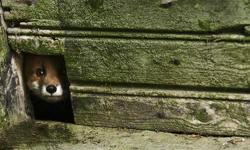 趁「墟」而入！小動物的廢墟遊樂園     廢墟、樂園、攝影、Kai Fagerström、芬蘭