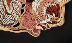 大卸不只八塊  人體切面的紙捲藝術 人體、捲紙、藝術、切面、狗