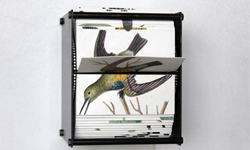 像美少女戰士一樣變身吧！鳥類自動連環畫 鳥、藝術、連環畫、藝術