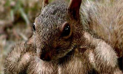 健美身材全裸大公開　魔鬼筋肉動物特輯 健美、壯碩、筋肉、魔鬼、動物