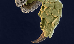 把蜘蛛腳放大1200倍 顯微鏡下的奇妙世界 顯微鏡、蟑螂、蜘蛛、番茄、鎢絲燈