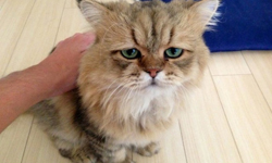 這就是長太可愛的困擾？失望貓Foo-Chan的悲情日記 失望貓、Disappointed Cat、Foo-Chan、ふーちゃん、貓咪