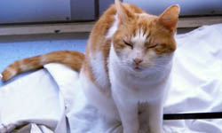 讀懂主子的一顰一笑！貓咪肢體語言解析    貓咪、肢體語言、貓咪保護團體、body language