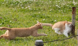 貓奴限定！超可愛貓咪動態攝影圖 貓、攝影、Seiji Mamiya