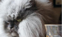 金氏世界紀錄最長毛的貓 Colonel Meow大爺奪冠 Colonel Meow、貓、毛最長、美國