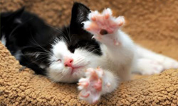 你的壓力如何得到舒緩？妞編輯提供你私房妙招    貓咪、漫畫、逛街、The Big Bang Theory、小丸子