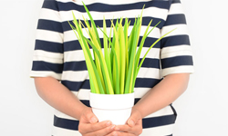 森林系女孩都是用這個寫字的？青草與葉子小物特蒐 森林系、青草、小物