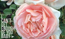 09/06免費與特價App特輯       限時免費、iPhone、Windows Phone