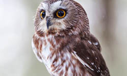 連明星也愛的貓頭鷹！愛上貓頭鷹的十個理由    貓頭鷹、萌、理由、動物、明星