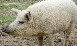 披著羊皮的豬！Sheep-pig綿羊豬   綿羊、豬、綿羊豬、捲毛、絕種