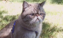 扁嘴更可愛！網路人氣貓咪鬆餅隊長 貓咪、萌、網路紅貓.英國短毛貓、人氣、 Captain Pancakes