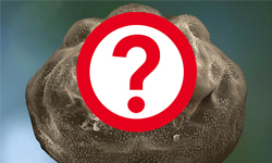 你以為蝌蚪好可愛？！顯微鏡下蝌蚪的驚悚笑臉 蝌蚪、青蛙、蛙、顯微鏡、放大