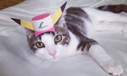 貓界的鳳飛飛！擁有超多帽子的三腳貓Maxwell 貓、米克斯、可愛、Maxwell、Adam Ellis