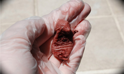 那些沒看過世界就成了死屍的寶寶　動物胎兒標本 屍體、標本、寶寶、動物、幼兒、胎兒、幼體、詭異、恐怖、浸液