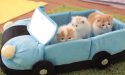 狗狗也愛盪鞦韆！毛小孩遊樂園時光    狗、貓、遊樂園、溜滑梯、遊戲、玩具、盪鞦韆