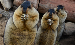 四川旱獺不怕生 胖嘟嘟模樣惹人愛 旱獺、四川、措普溝、喜馬拉雅旱獺、土撥鼠