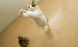 抓到你了！貓咪玩不膩的「I got you!」抓抓樂瞬間       貓咪、飛撲、遊戲、玩、萌、玩具、公仔、吊飾