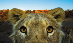 獅子只離你五公分！攝影師捕捉南非迷人動物生態 Hannes Lochner、南非、母豹、動物、喀拉哈里沙漠的黑暗面