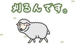 羊兒過來剃毛吧！刈るんです請你把他的毛剃光光    刈るんです、剃毛、羊兒、手機小姐