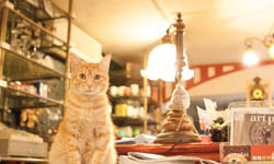 咖啡店不好做啦！貓店長職場甘苦談     貓咪、咖啡、書店、店長