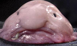 世界最醜生物出爐！囧臉軟趴水滴魚奪冠 世界、最醜生物、囧臉、軟趴、水滴魚