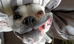 拳師犬終於笑了！一切都是地心引力的功勞 拳師犬、笑、動物、微笑、地心引力