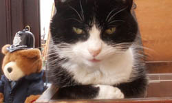 難道愛貓要殺我……？！貓咪都市傳說       貓咪、傳說、都市傳說、恐怖、怪談