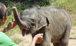 最揪心的母子分離  被媽媽攻擊而哭泣的小象 大象、山東、動物