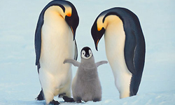 永垂不朽的大師之作 國家地理125年經典影像大展 frans lanting、michael yamashita、國家地理頻道125年經典影像大展、快樂腳、阿富汗的少女、麥可山下、法蘭絲藍汀、快樂腳、藝術