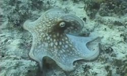 一秒變格格不稀奇　珊瑚一秒變章魚才厲害！ 偽裝、擬態、海底、章魚、珊瑚