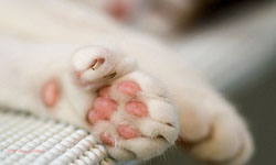 貓咪給你一個讚！比大拇指的多趾貓Jimmy    貓咪、多趾貓、讚、Polydactyl、海明威