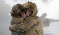泡湯的季節到了！日本猴兒雪中入浴照 泡湯、入浴、沐浴、下雪、極樂、洗澡、萌、動物、攝影、日本、猴子、獼猴、雪猴山、長野、地獄谷、野猿、公苑