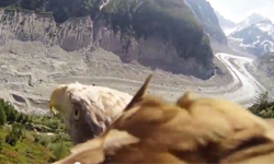 跟著老鷹飛越法國山脈  動物攝影機帶你體驗空中視野 動物攝影機、攝影、空拍、飛行、老鷹