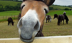 跨越種族的愛！驚人又可愛的混血動物照大公開 Zonkey、鯨豚、Wholphin、混血駱駝、Cama