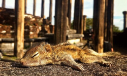 只要有心到哪都可以睡  愛睏小松鼠Rob 松鼠、英國、Paul Williams、攝影師、斯里蘭卡