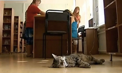 貓咪也能行行出狀元！圖書館的貓員工Kuzya    貓咪、貓、圖書館、員工、俄國、Kuzya 