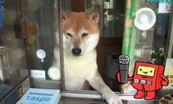 你看過會開窗戶的柴犬嗎？日本雜貨店看板狗可愛又吸睛 看板狗、NHK、日本、東京、小金井市、雜貨店、口水君、ツバくん