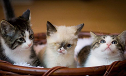 海盜不死只是少隻眼睛！參見小小爵士萌貓    海盜、貓、貓咪、獨眼、Sir Stuffington