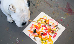 少顆眼睛多隻畫筆！獨眼小畫家狗狗Piper Piper、獨眼畫家、獨眼英鬥、英鬥、英國鬥牛犬