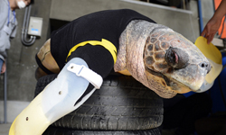 被鯊魚咬掉兩隻腳！母蠵龜裝上義肢重回大海記 母蠵龜、義肢、鯊魚、Yu、日本