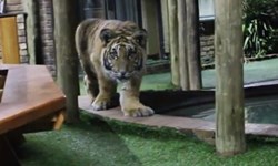 一二三、木頭人！向主人緩步移動的小老虎 Michael Jamison、孟加拉虎、西伯利亞虎、南非、可愛