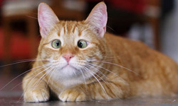 你看開一點嘛！鬥雞眼傻貓咪大集合    鬥雞眼、萌、貓咪、大集合