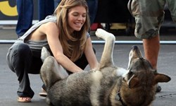 主人快來搔我癢！好愛被搔癢的狗狗們 狗狗、可愛、搔癢、毛小孩