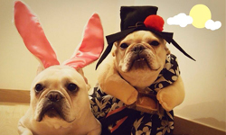 台灣生香港長大的法鬥哥兒們 池池與潽洱的Men's Talk 池池、潽洱、法鬥、香港、法鬥哥兒們