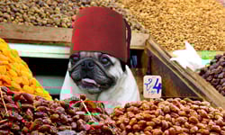 憂國憂民到此一遊   環遊世界的巴哥Planet Pug 攝影、Michael Sheridan、Planet Pug、世界各地、旅行、環遊世界、巴哥、藝術