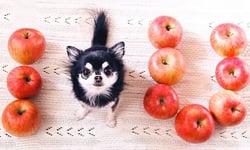 狗界的極品正妹  超萌長毛吉娃娃Dada 動物、可愛、正妹、狗狗、長毛吉娃娃