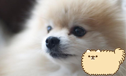 蓬鬆綿軟小毛球　博美犬明星Tommy Pom 蓬鬆、軟綿綿、毛球、博美犬、博美狗