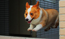 柯基除了賣萌還能賣屁股！BuBu的肥屁屁生活    屁股、柯基、萌